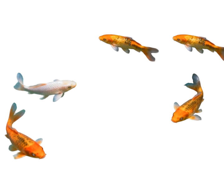 fish5Anim